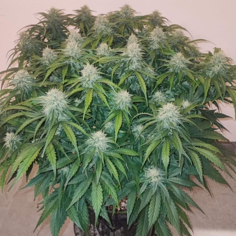 Big Star - sementes de cannabis, variedade de canábis