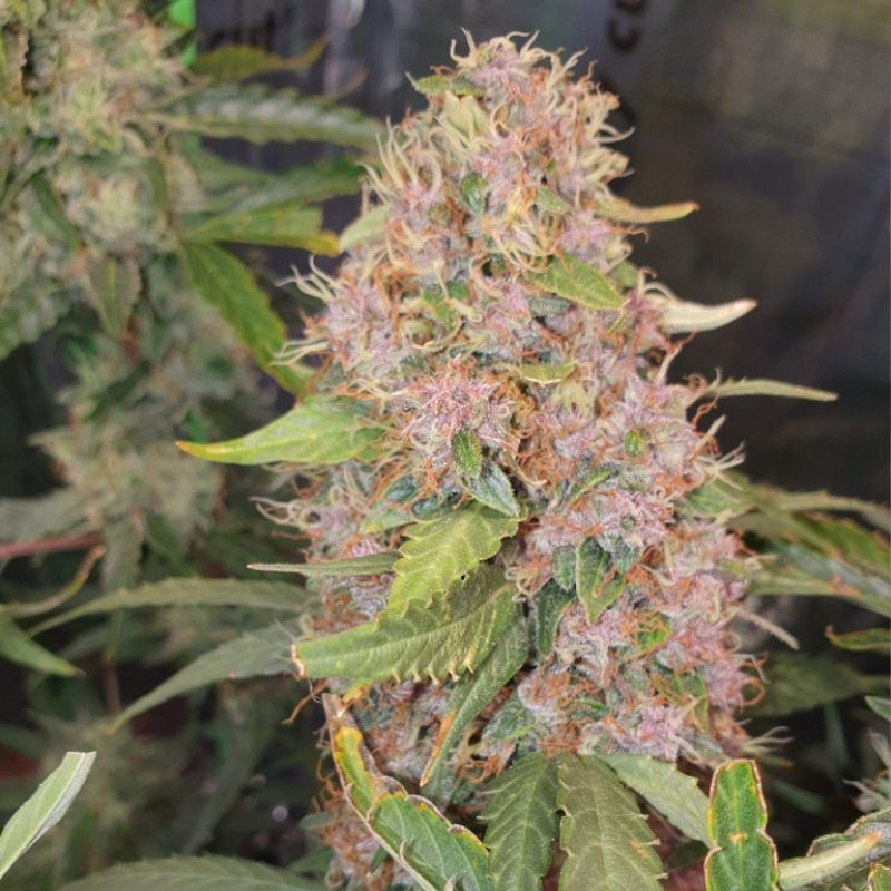 Purple Kush - sementes de cannabis, variedade de canábis