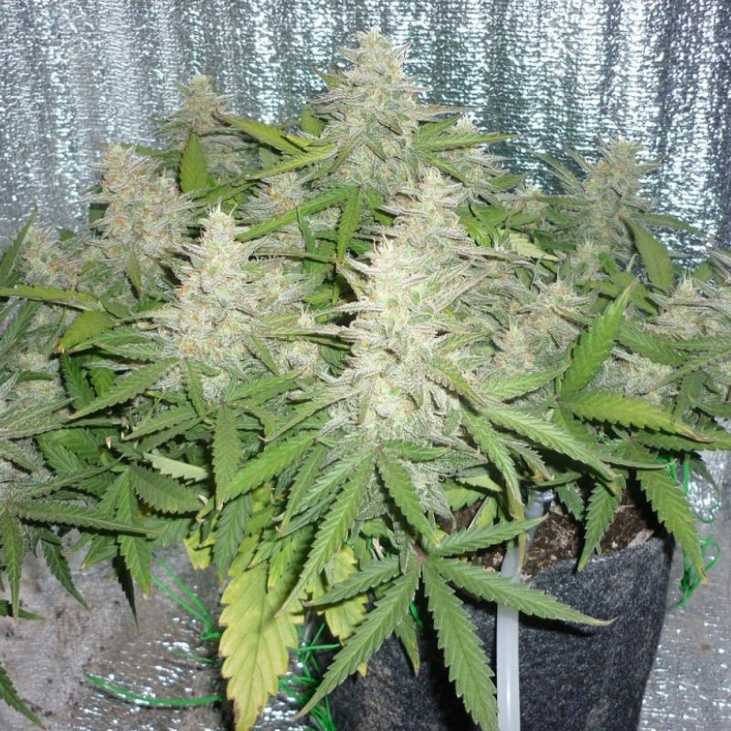 Power Plant - sementes de cannabis, variedade de canábis
