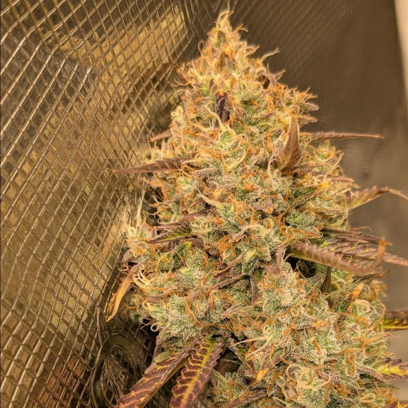 Orange Bud - sementes de cannabis, variedade de canábis