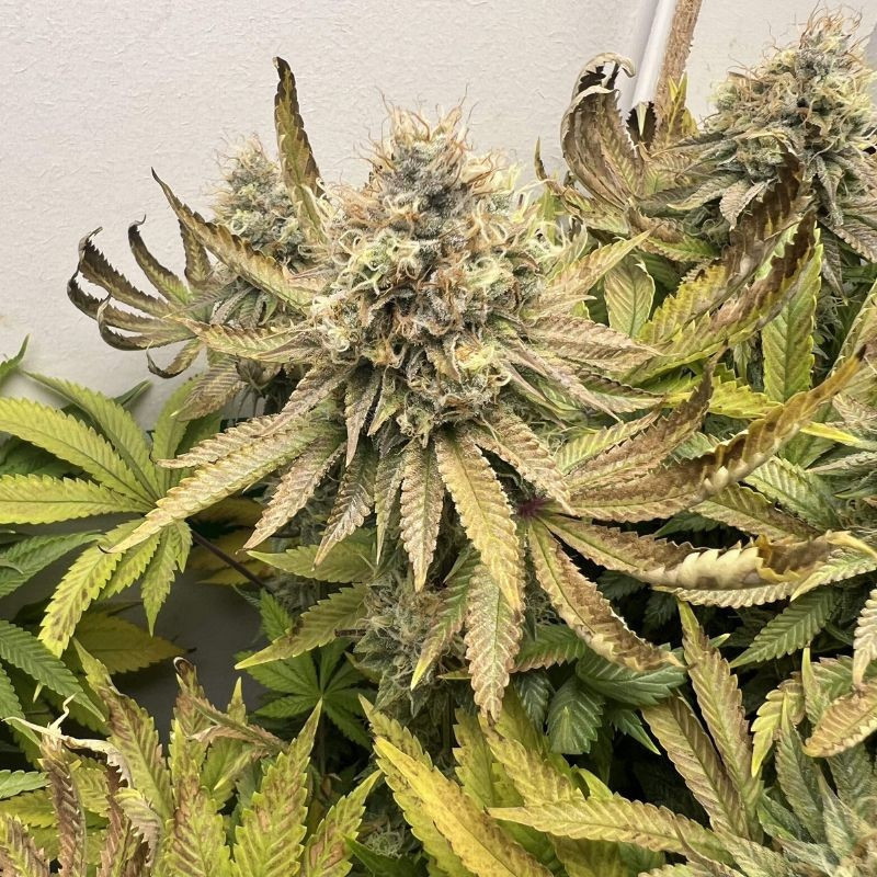 Northern Light - sementes de cannabis, variedade de canábis