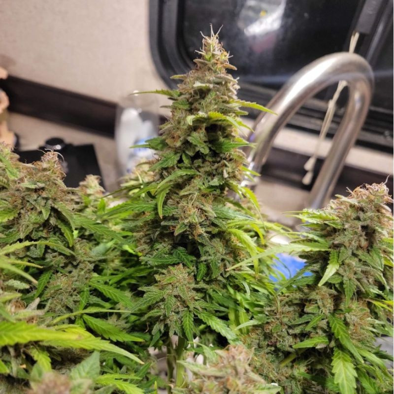 Neville's Haze - sementes de cannabis, variedade de canábis