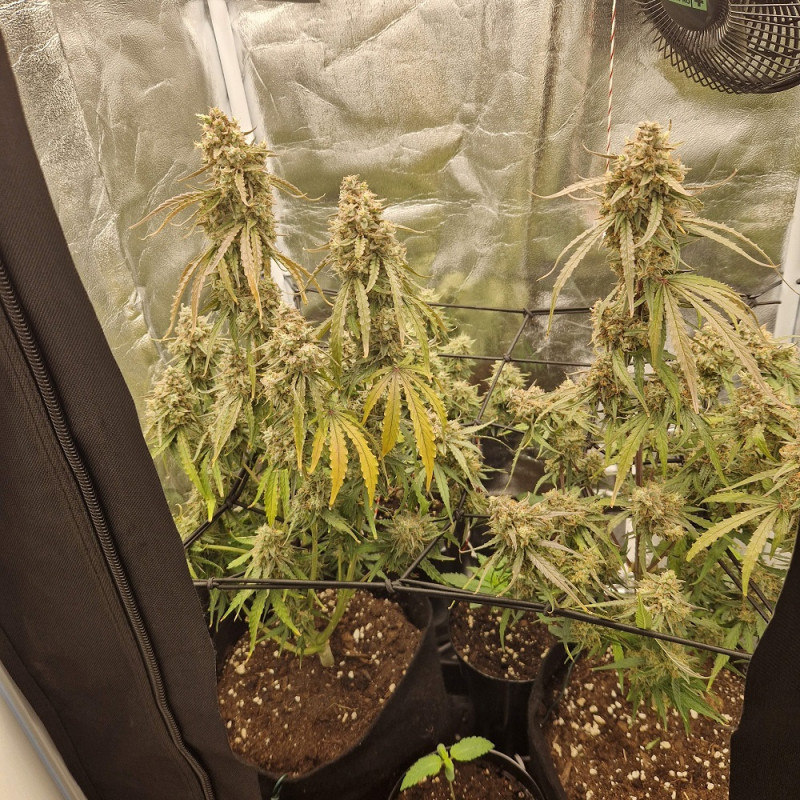 NYC Diesel - sementes de cannabis, variedade de canábis