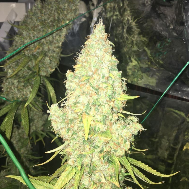 Moby Dick - sementes de cannabis, variedade de canábis