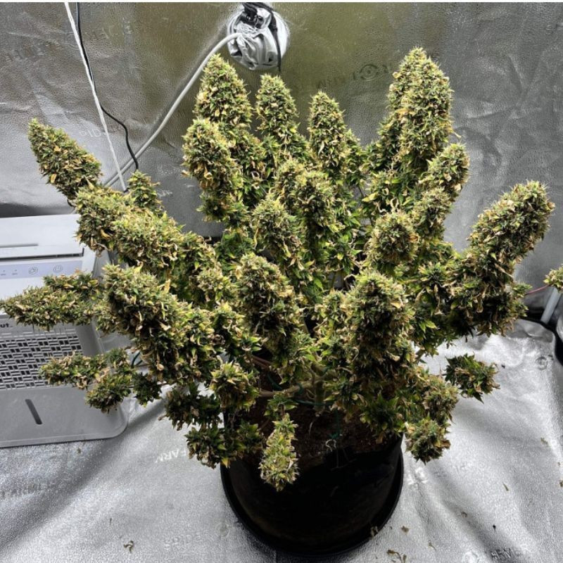 Mimosa - sementes de cannabis, variedade de canábis
