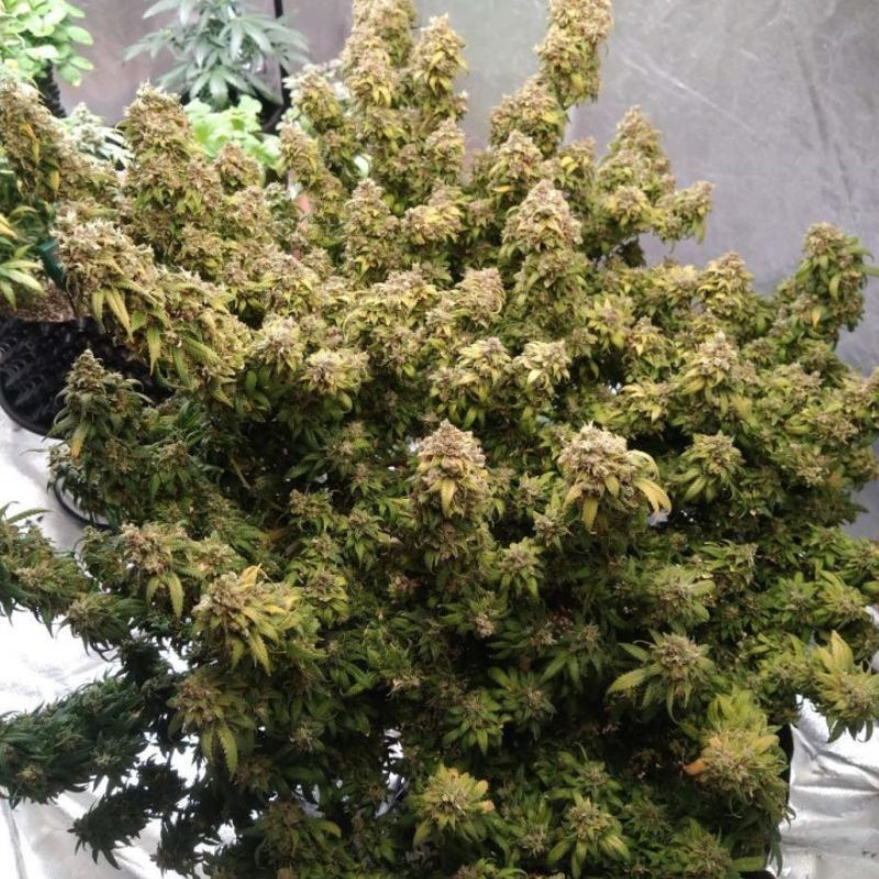 Mazar Extra - sementes de cannabis, variedade de canábis