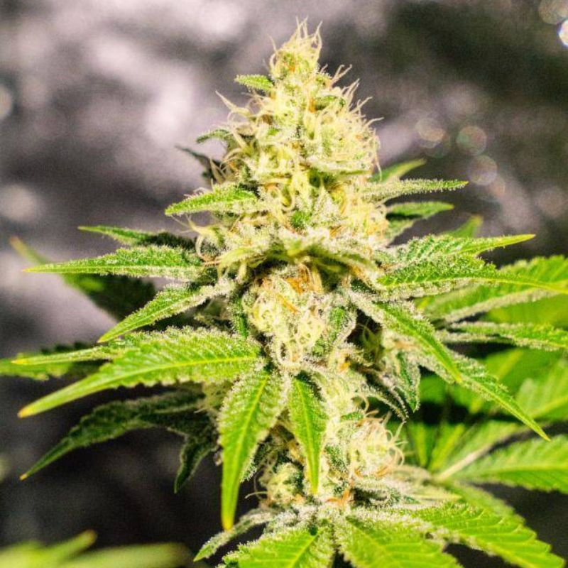 Mister Kush - sementes de cannabis, variedade de canábis