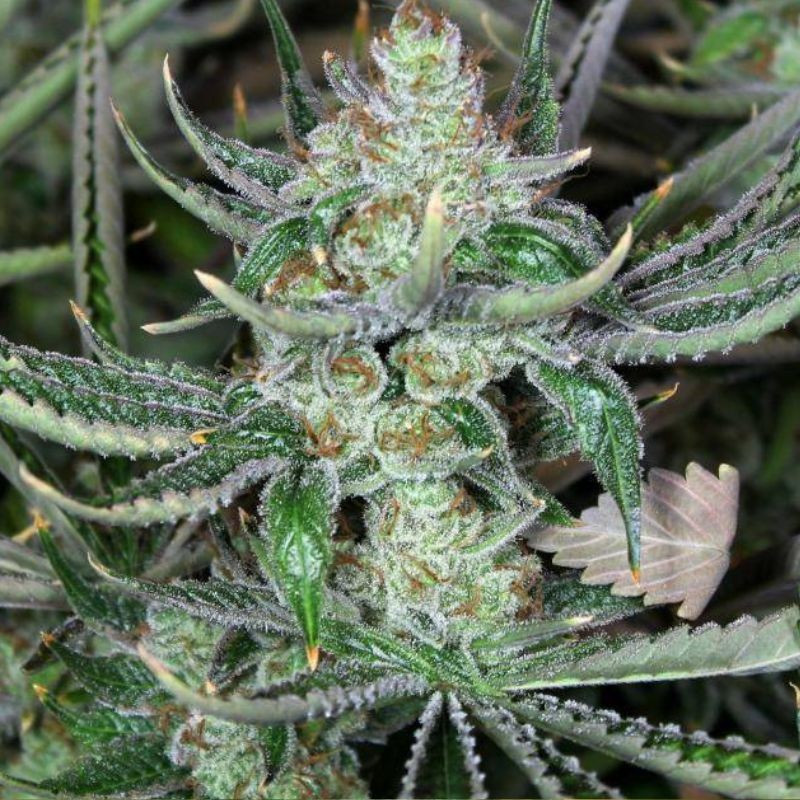Bob Marley - sementes de cannabis, variedade de canábis