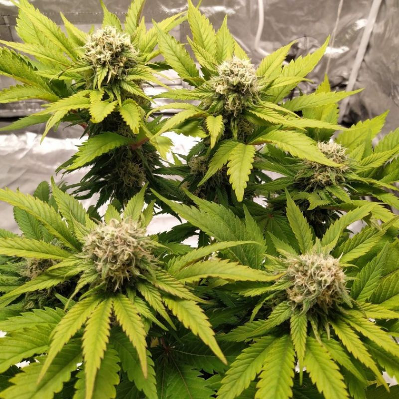 Lemon Juice - sementes de cannabis, variedade de canábis
