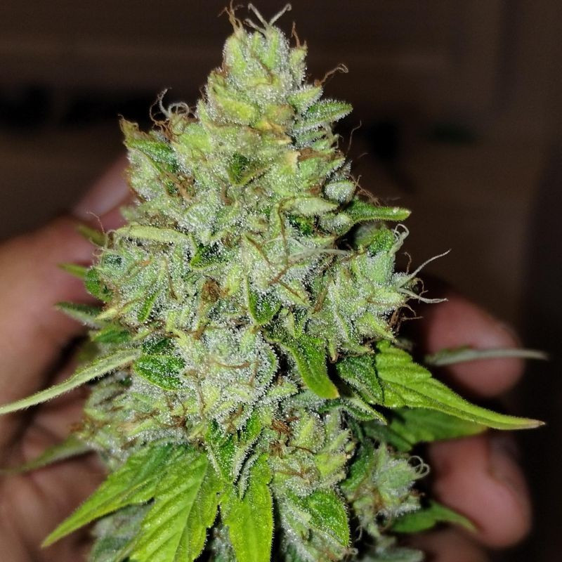 Lemon Skunk - sementes de cannabis, variedade de canábis
