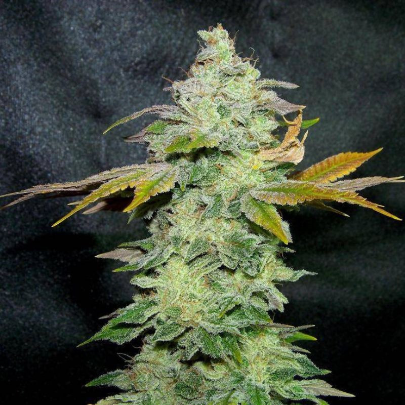 Lavender - sementes de cannabis, variedade de canábis