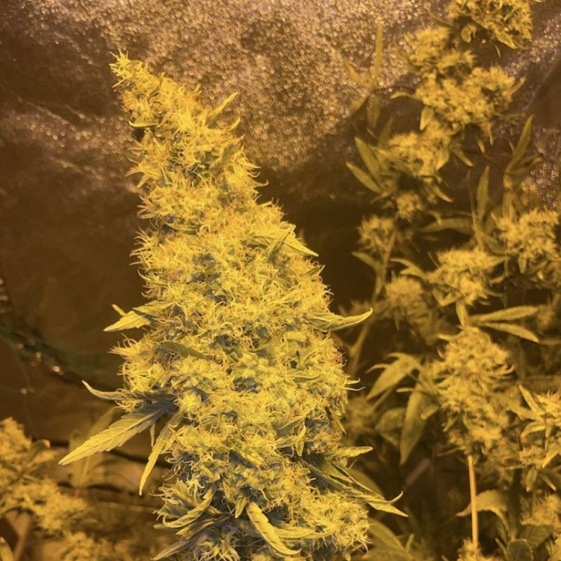 Kali Mist - sementes de cannabis, variedade de canábis