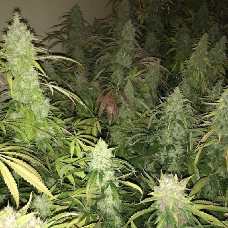 Kalashnikova - sementes de cannabis, variedade de canábis
