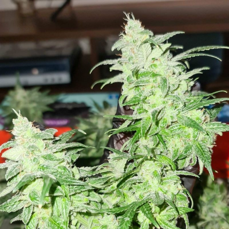 Gorilla Glue - sementes de cannabis, variedade de canábis