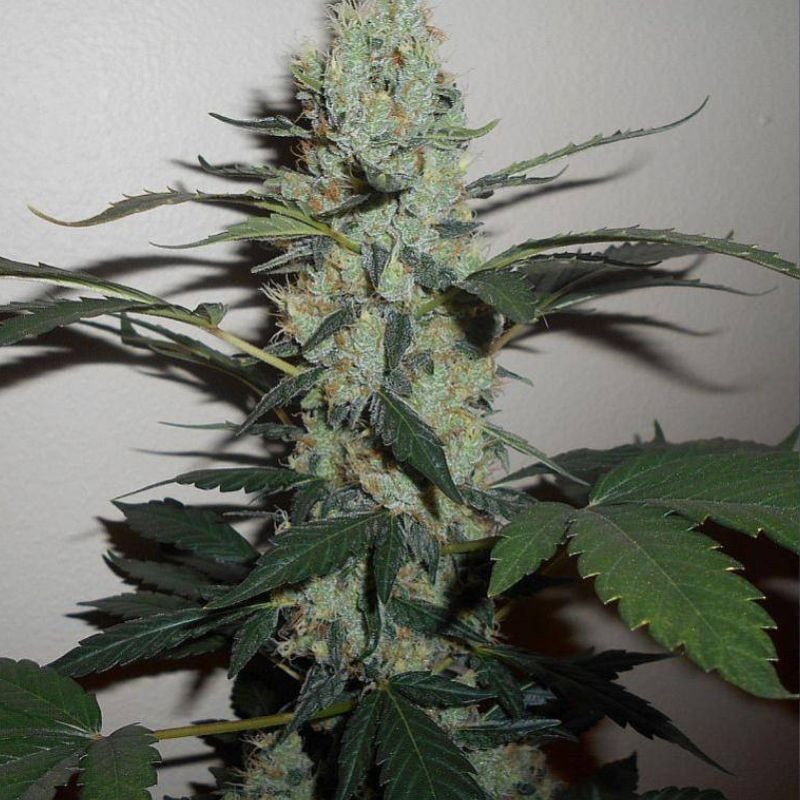 Green Crack - sementes de cannabis, variedade de canábis