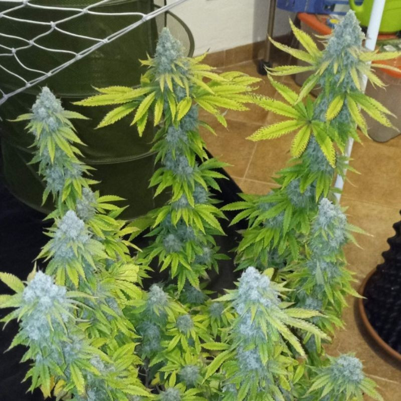 Crystal Candy - sementes de cannabis, variedade de canábis