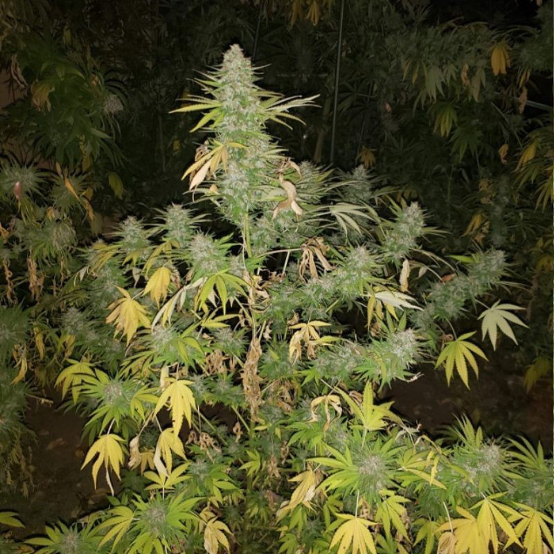 Grapefruit - sementes de cannabis, variedade de canábis