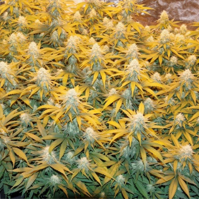 Great White Shark - sementes de cannabis, variedade de canábis
