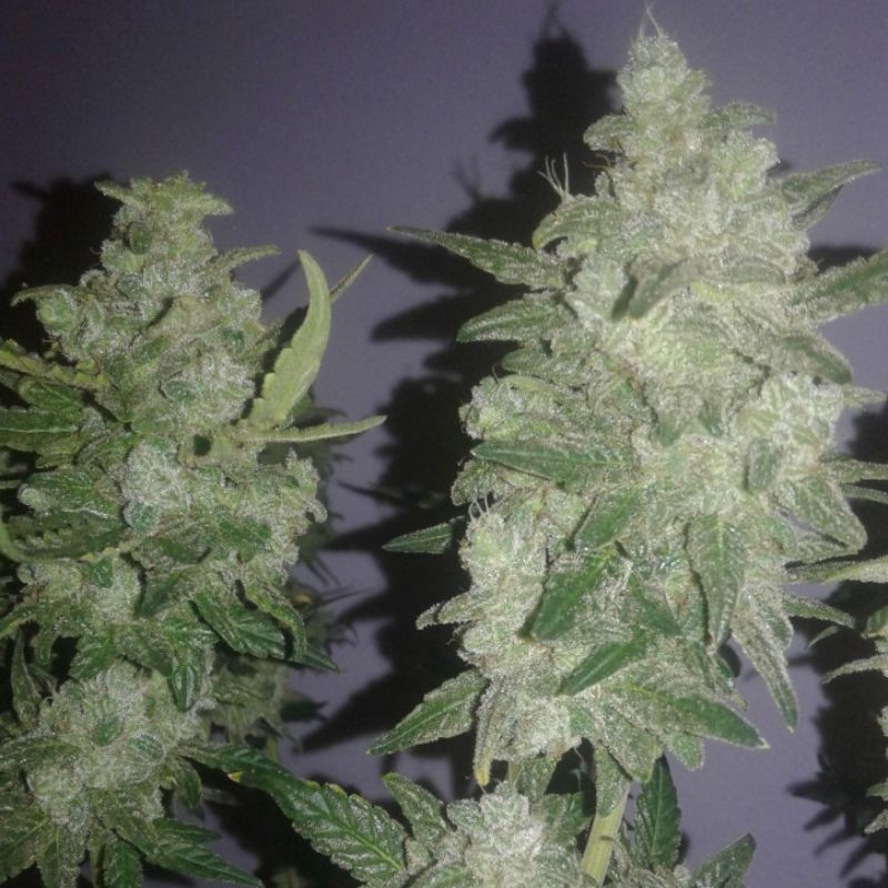 Gelato - sementes de cannabis, variedade de canábis