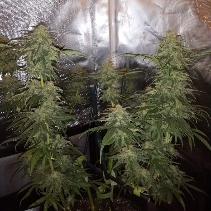 Special Mintz - sementes de cannabis, variedade de canábis