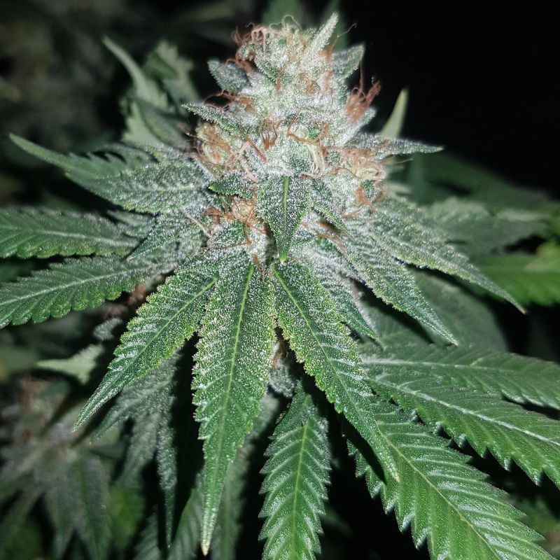 Euforia Special - sementes de cannabis, variedade de canábis