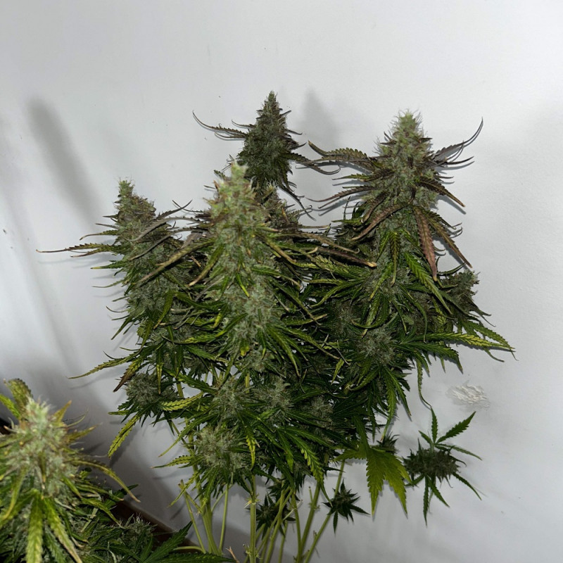 Skunk - sementes de cannabis, variedade de canábis