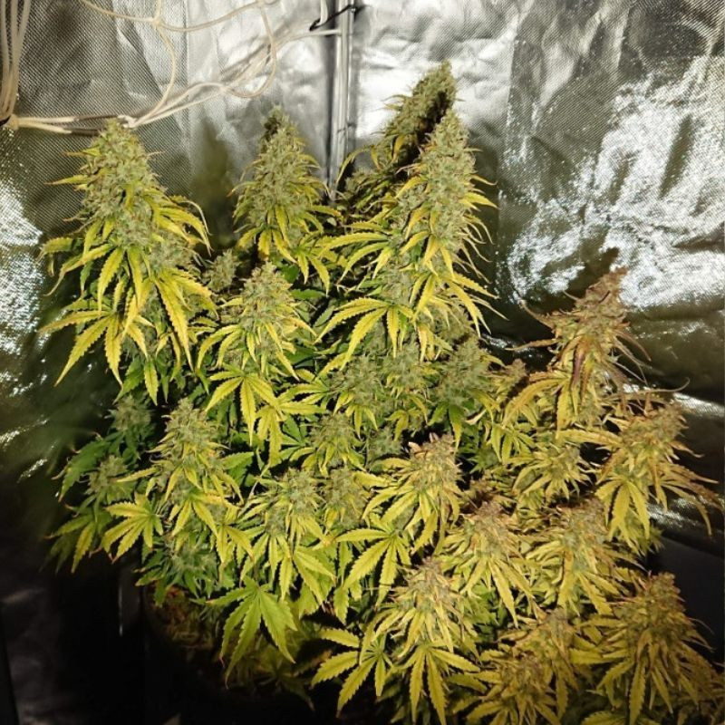 Durban Poison - sementes de cannabis, variedade de canábis
