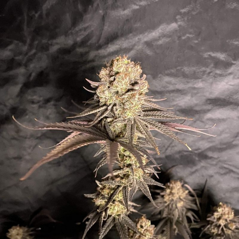 RoboCop - sementes de cannabis, variedade de canábis