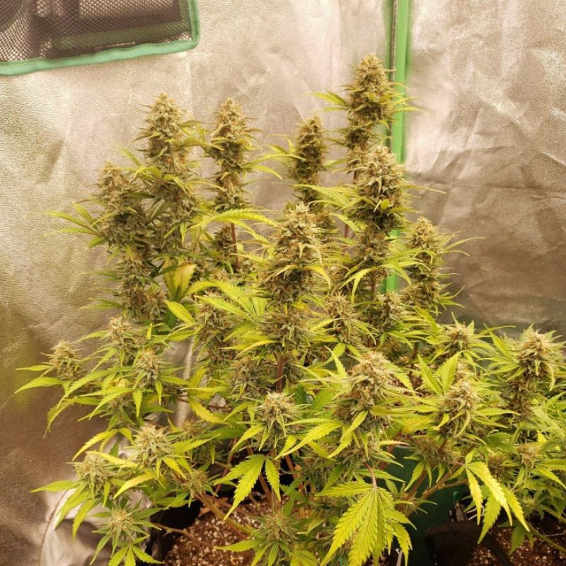 Caramel - sementes de cannabis, variedade de canábis