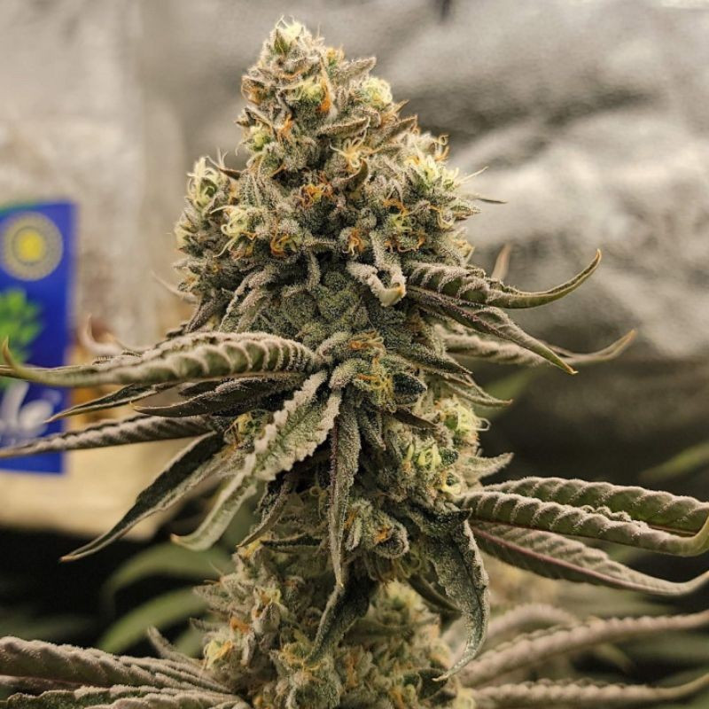 Bruce Banner - sementes de cannabis, variedade de canábis