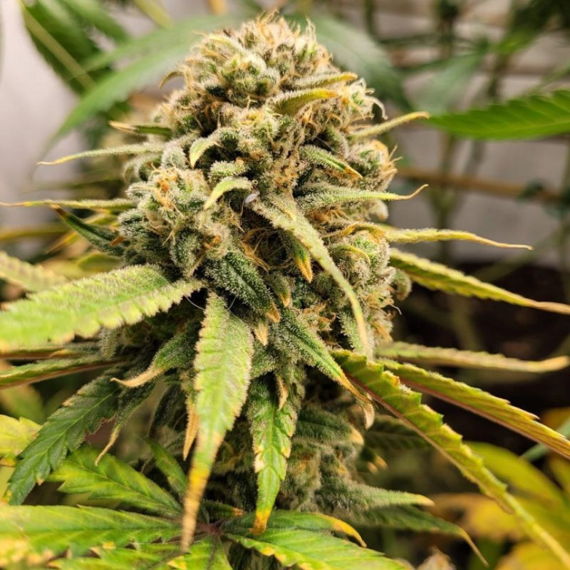 BubbleGum - sementes de cannabis, variedade de canábis