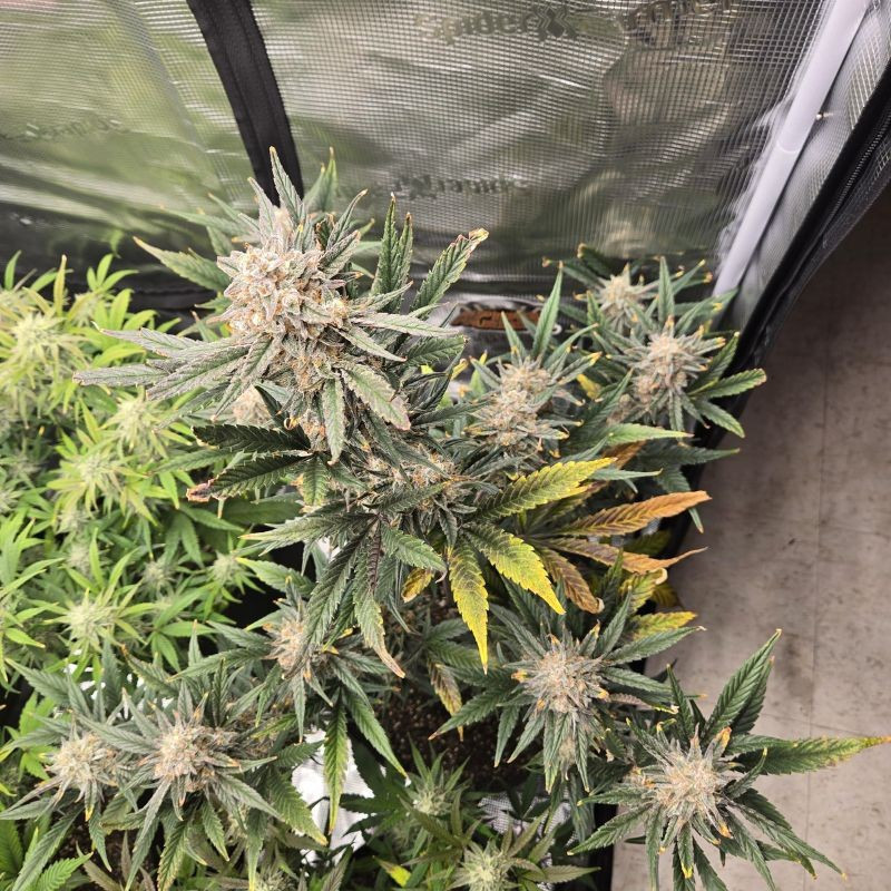 Banana Flower - sementes de cannabis, variedade de canábis