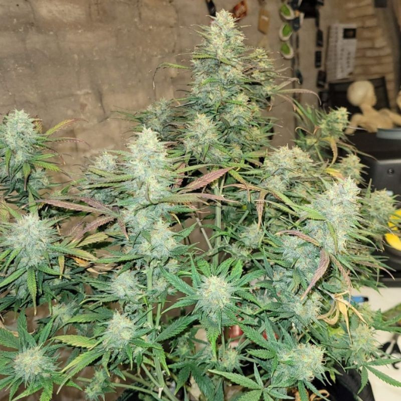 Pineapple - sementes de cannabis, variedade de canábis