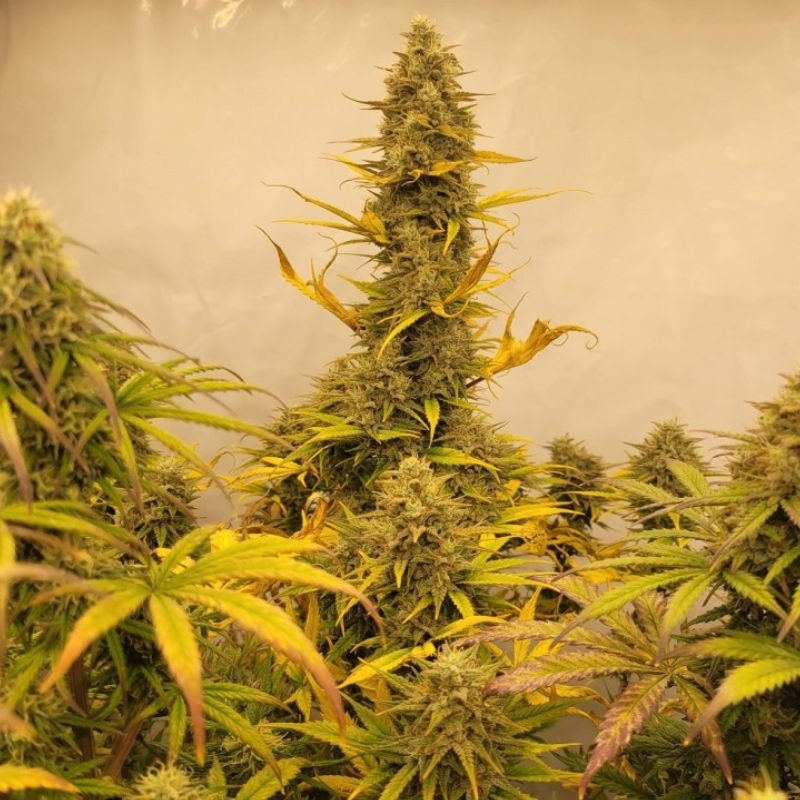 Amnesia Gold - sementes de cannabis, variedade de canábis