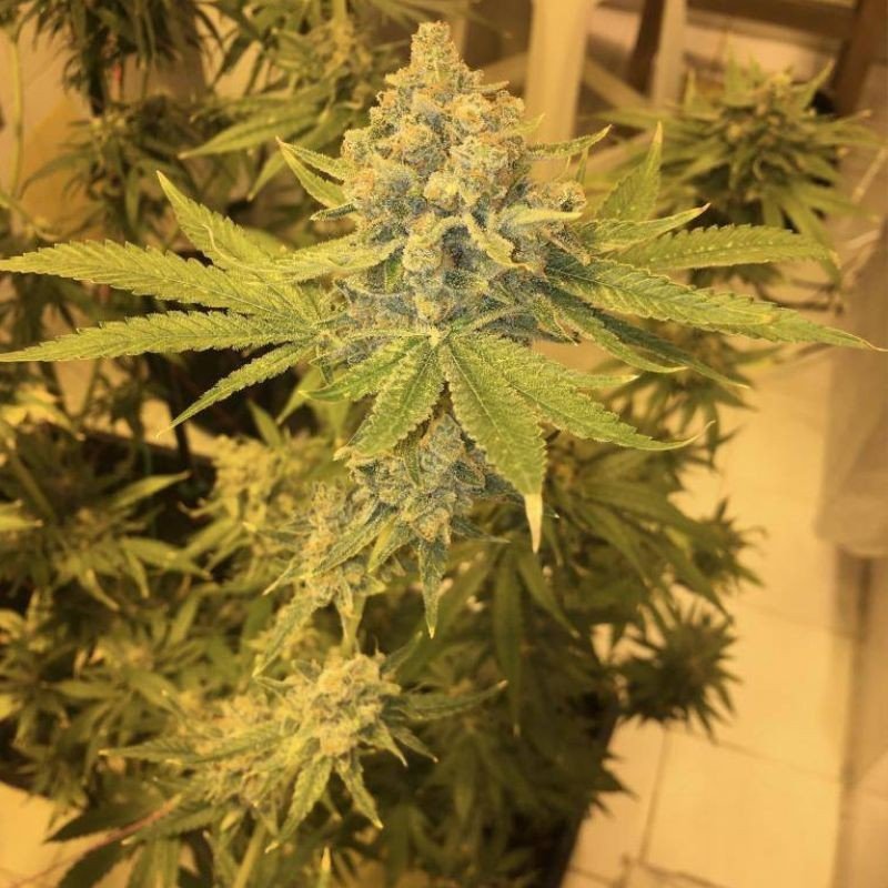 AK 47 - sementes de cannabis, variedade de canábis