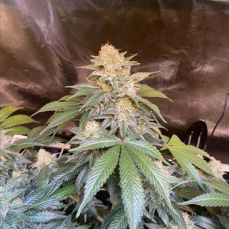 White Russian - sementes de cannabis, variedade de canábis