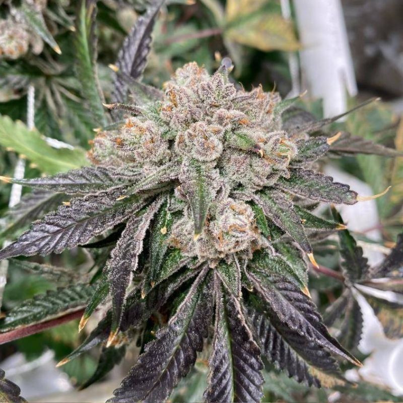 Black Domina - sementes de cannabis, variedade de canábis