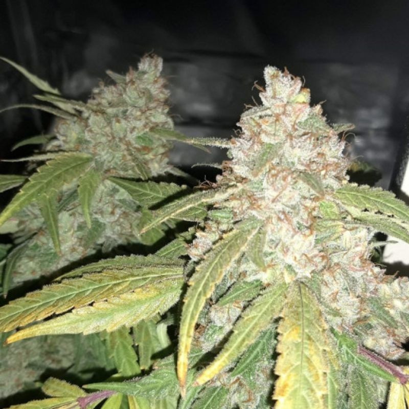Afghan Kush - sementes de cannabis, variedade de canábis
