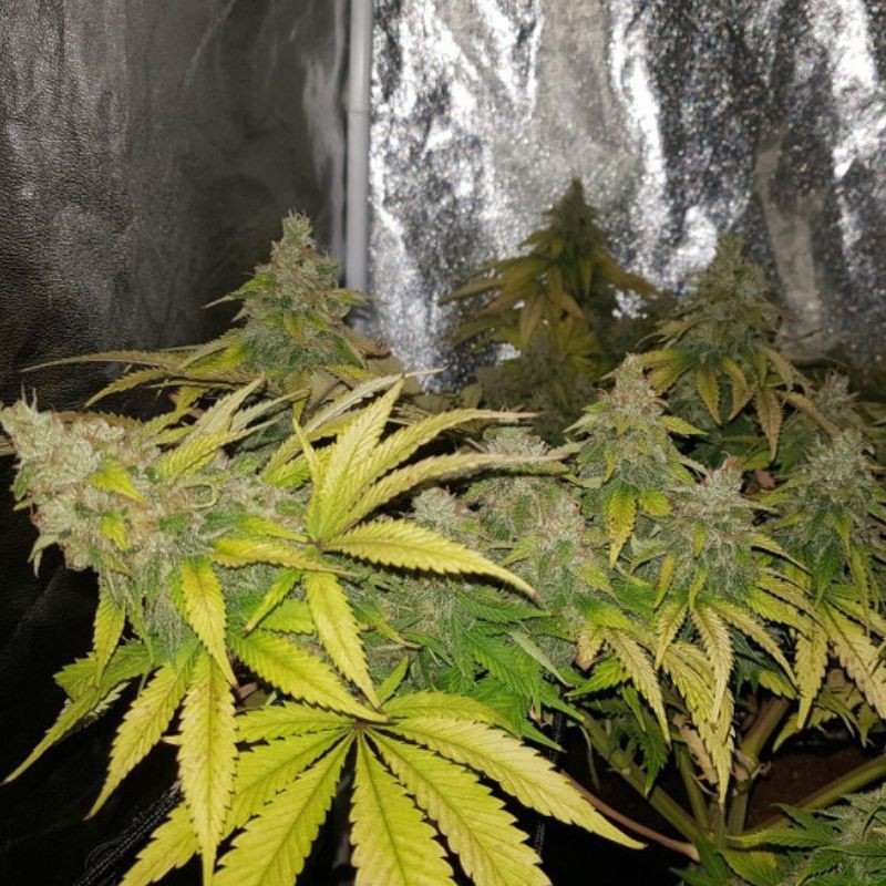 OG Kush - sementes de cannabis, variedade de canábis