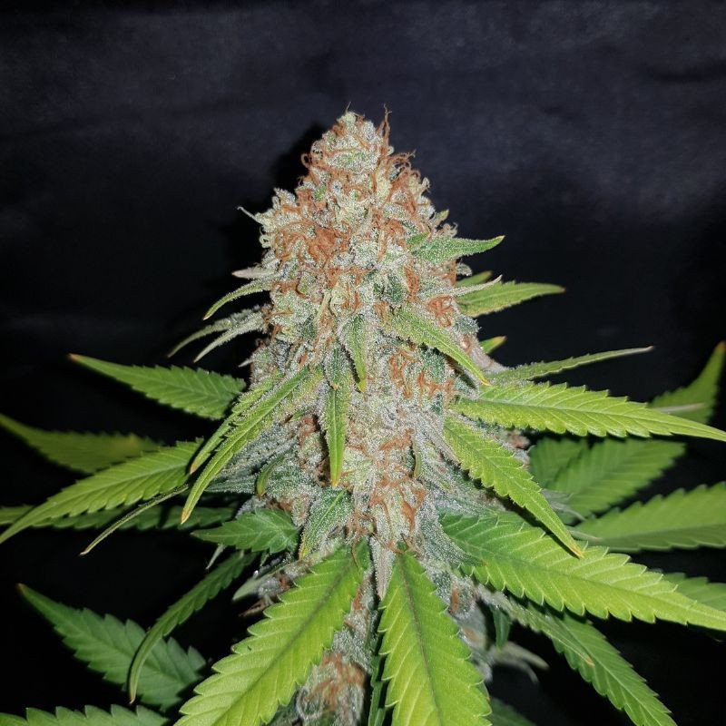 White Widow - sementes de cannabis, variedade de canábis