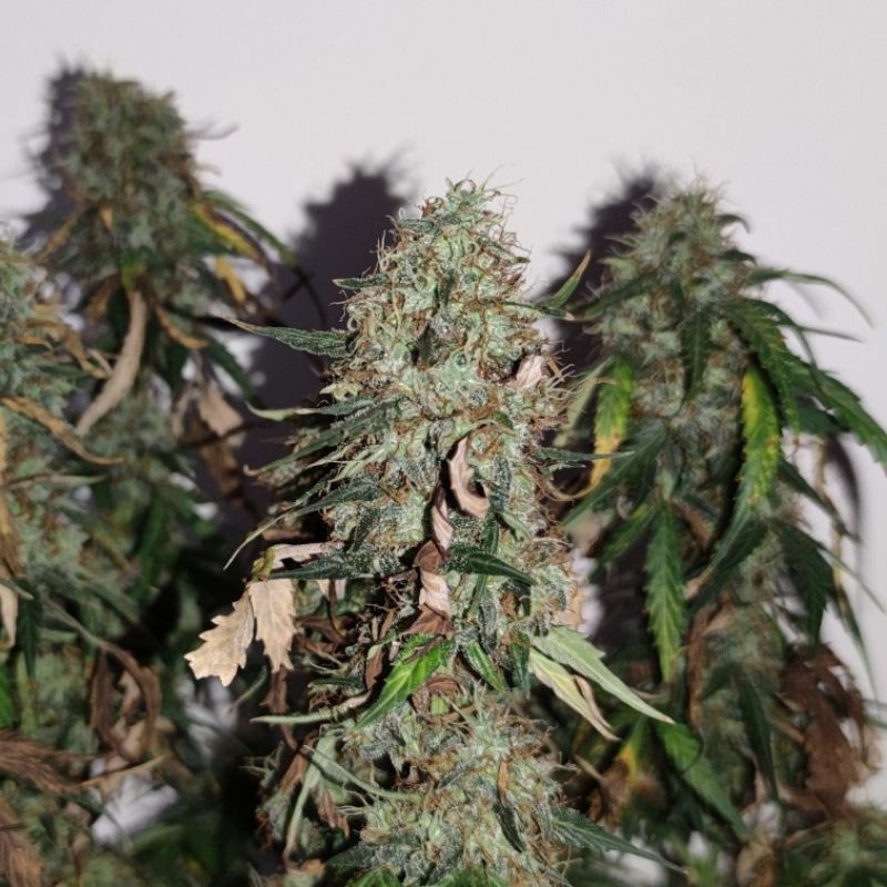 Gorilla Cookies - sementes de cannabis