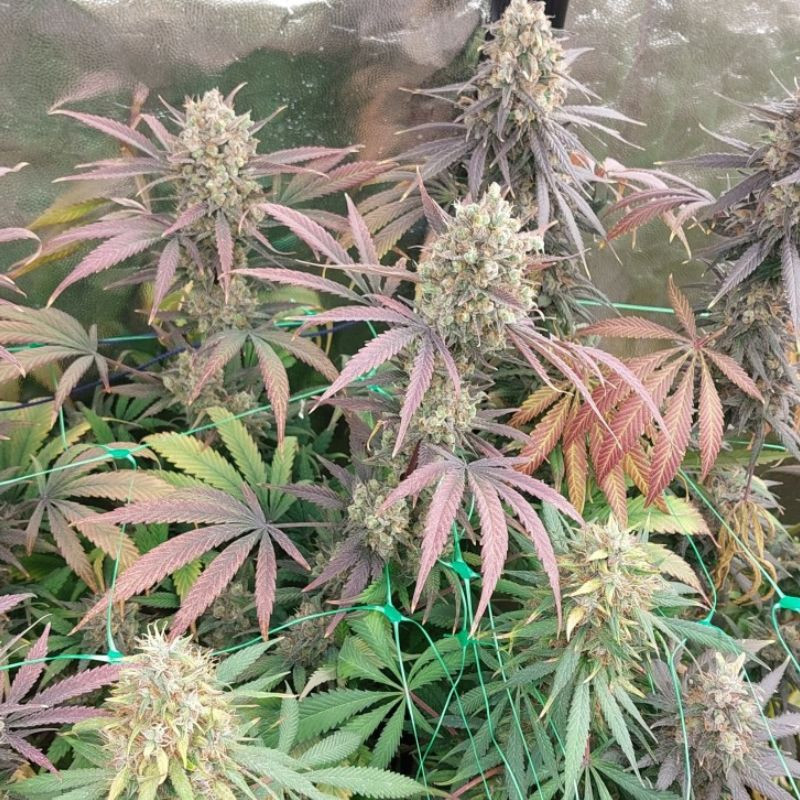 Mimosa x Orange Punch - sementes de cannabis