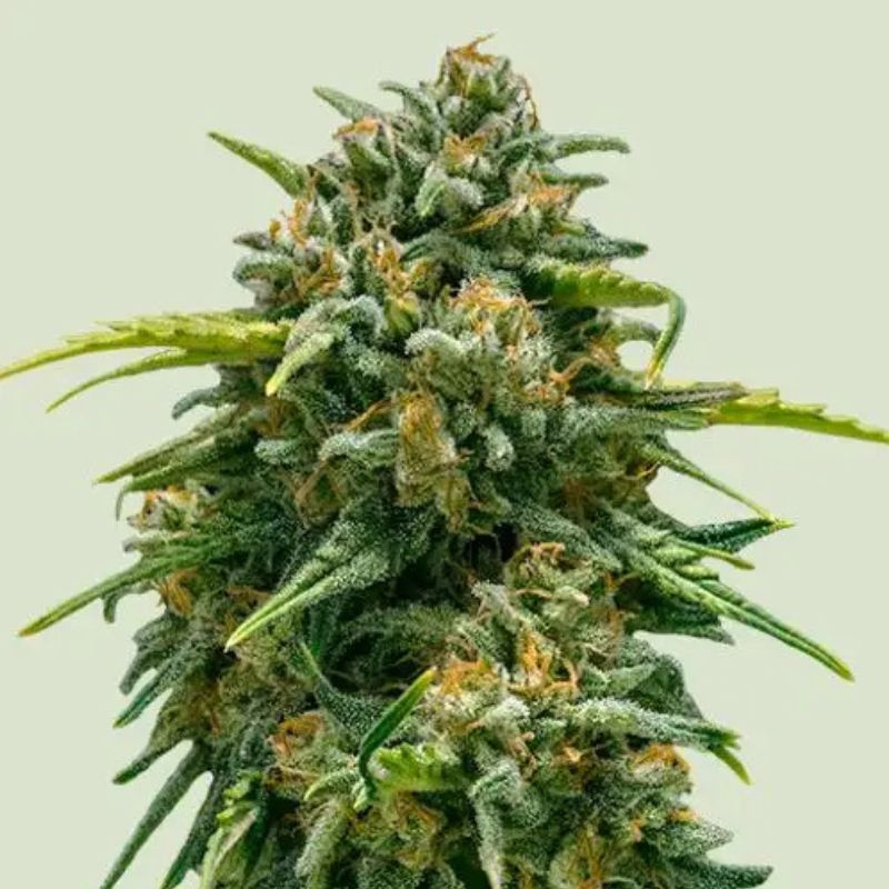 Sweet Skunk Auto - sementes de cannabis