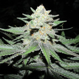 Auto Lemon Kix
