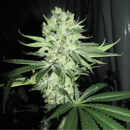 Cannalope Haze Auto
