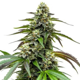 White LSD Auto