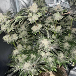Anaconda Auto