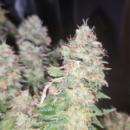 Amnesia Flash