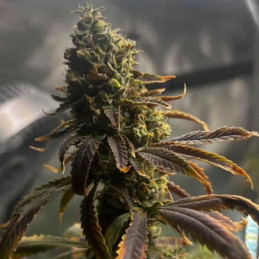 Super Glue