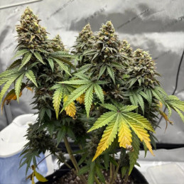 Triple Cheese Auto